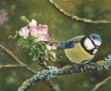 bluetit with apple blossom miniature painting by Tracy Hall