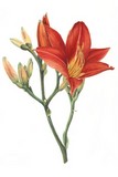 bronze lily watercolour flower painting by tracy hall