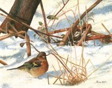 chaffinch miniature painting