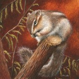 chipmunk miniature painting by tracy hall