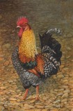 cockerel miniature painting