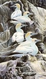 gannet miniature painting