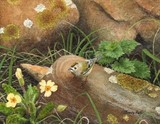 GOLDCREST MINIATURE PAINTING