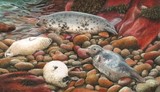 grey seals miniature painting by tracy hall