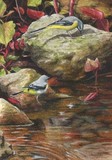 grey wagtails miniature painting