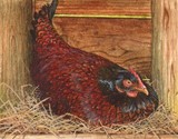 hen miniature painting