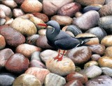 inca tern miniature painting