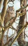 long eared owl miniature painting