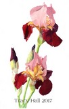 maroon bearded iris watercolour flower painting by tracy hall