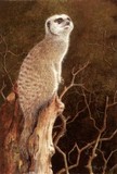 meerkat miniature painting