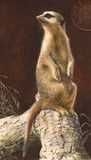 meerkat miniature painting