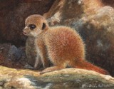 meercat miniature painting by tracy hall