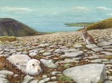 mountain hares miniature painting by tracy hall