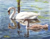 swans miniature painting