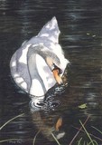mute swan miniature painting