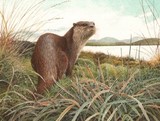 otter miniature painting by tracy hall