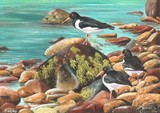 oystercatchers miniature painting