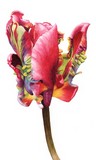 parrot tulip watercolour flower painting by tracy hall