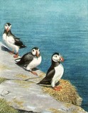 PUFFINS MINIATURE PAINTING