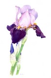 lilac iris watercolour painting by tracy hall