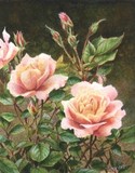 rose miniature painting