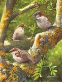 sparrows miniature painting