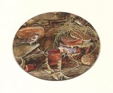 sparrows miniature painting