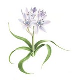 spring squill watercolour flower painting by tracy hall