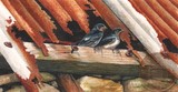 swallow miniature painting