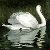 swan miniature painting