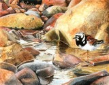 TURNSTONE MINIATURE PAINTING