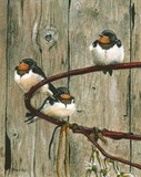 young swallows miniature painting