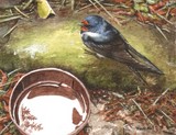 young swallow miniature painting